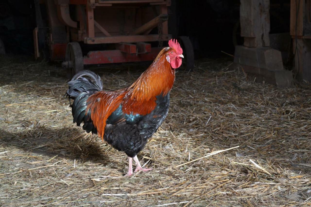 Bauernhof Kaspergut Farm stay Kirchberg bei Mattighofen